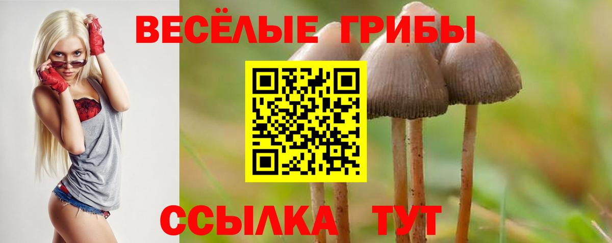 Псилоцибиновые грибы Psilocybine cubensis Заинск
